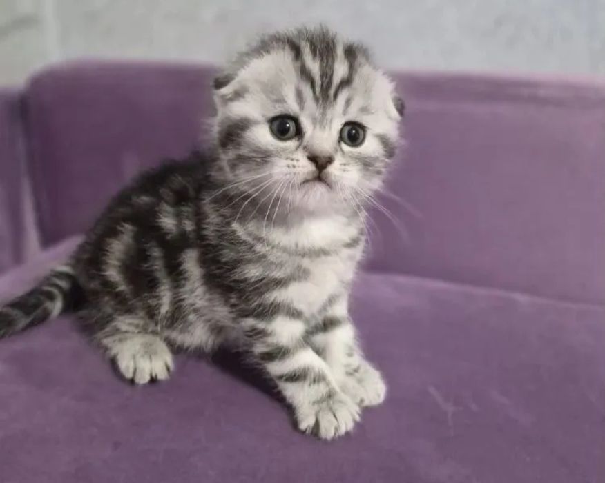 Вислоухие котята распродажа
