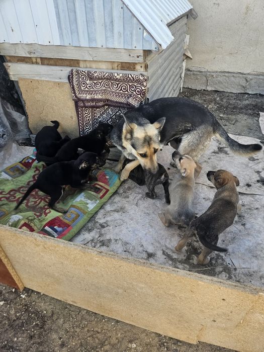 Күшіктер бар тегін. Шенки бесплатно