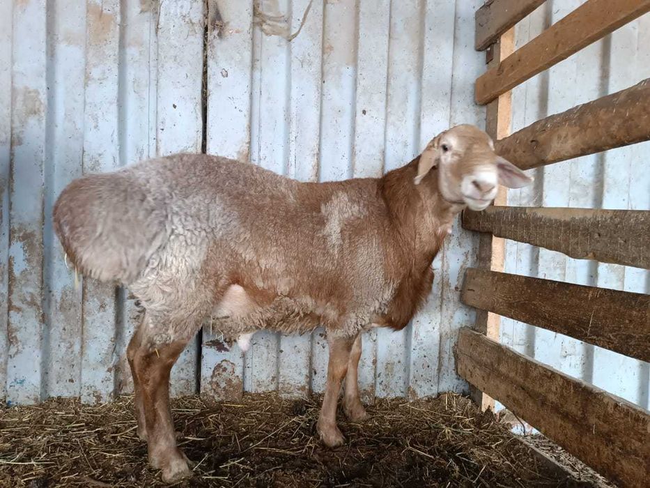 Продам Арашан-Гиссар (кашкары)