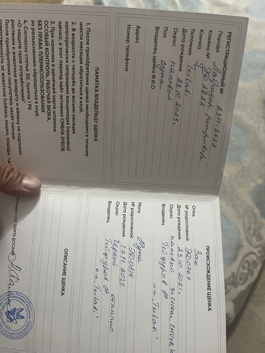 Лабрадор ретривер палевого окраса сука