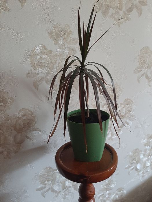 Драцена окаймленная (маргината)