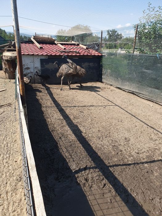 Emu de vânzare  la 5 luni