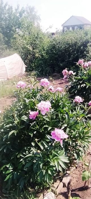 Продам дачу вобществе " садовод строитель"