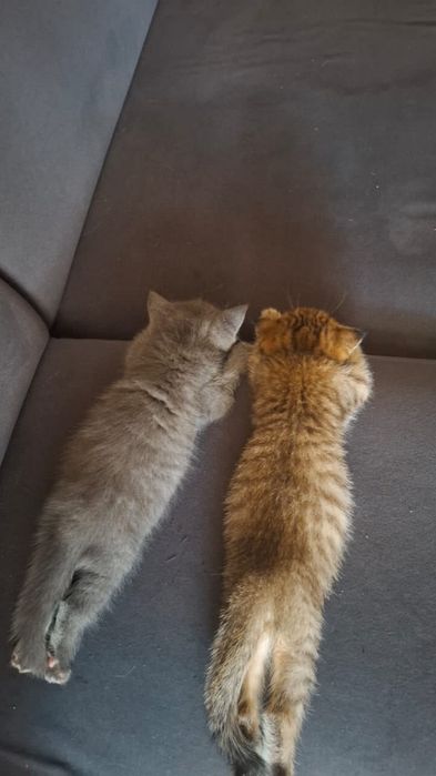 Котята вислоухие
