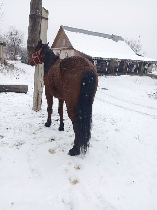 Жылкы сатылады мерин