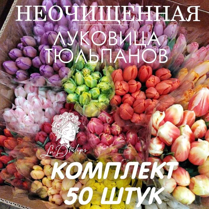 Луковицы тюльпанов