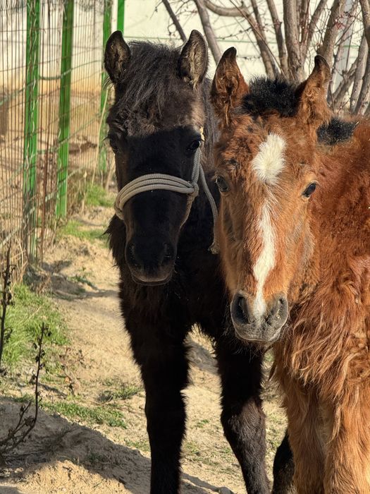 Екі құлын сатылады