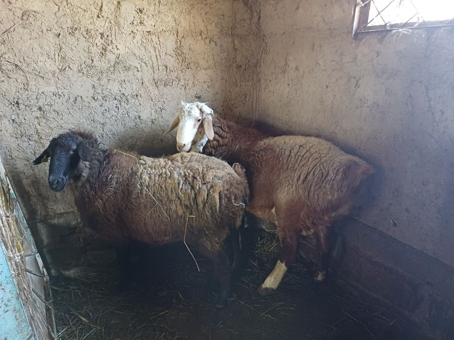 Қозы,  қошқар қозлы қой сатылады