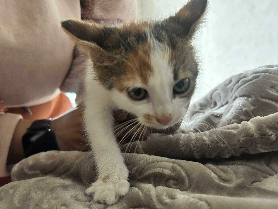 Подарявам Котета