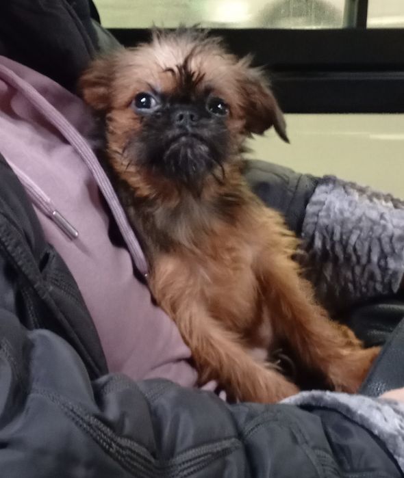 Продам щенка гриффона