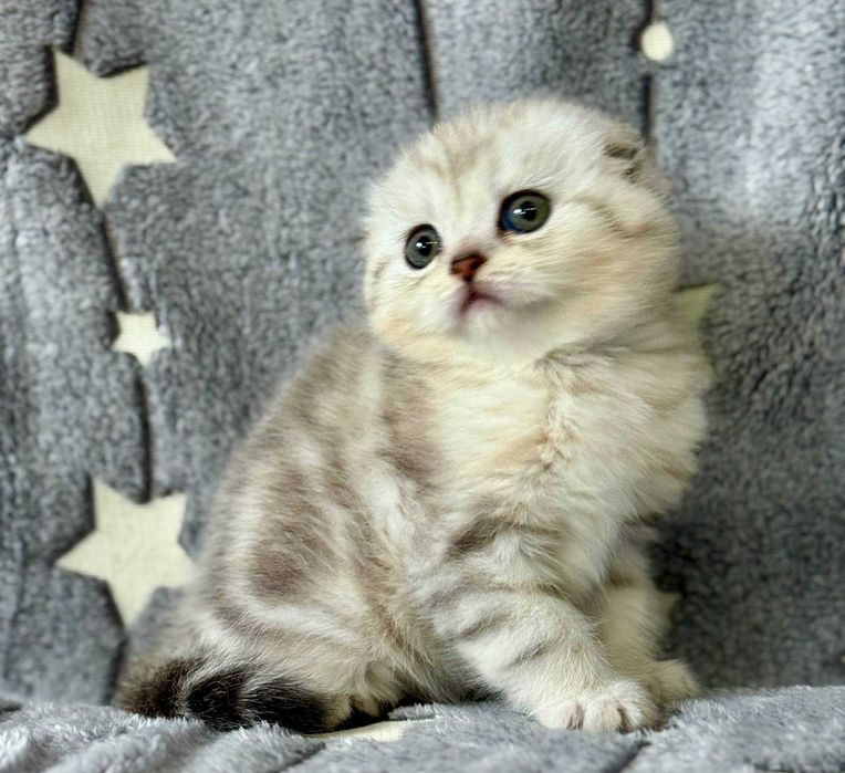 вислоушка девочка