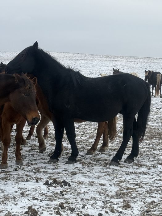 Продам кушумского жеребца 9 лет