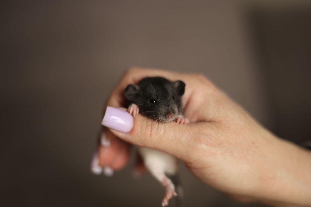 Декоративные крысы дамбо