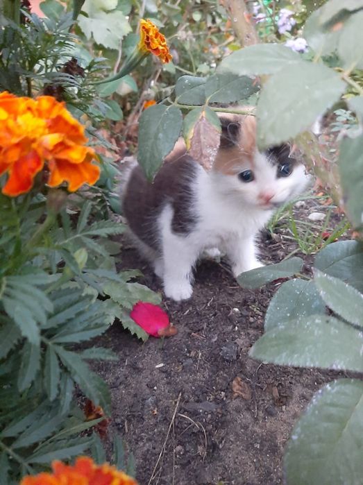 Котята, мягкие облачка счастья