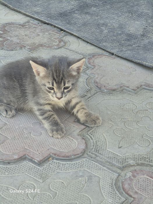 Продам котенка 1