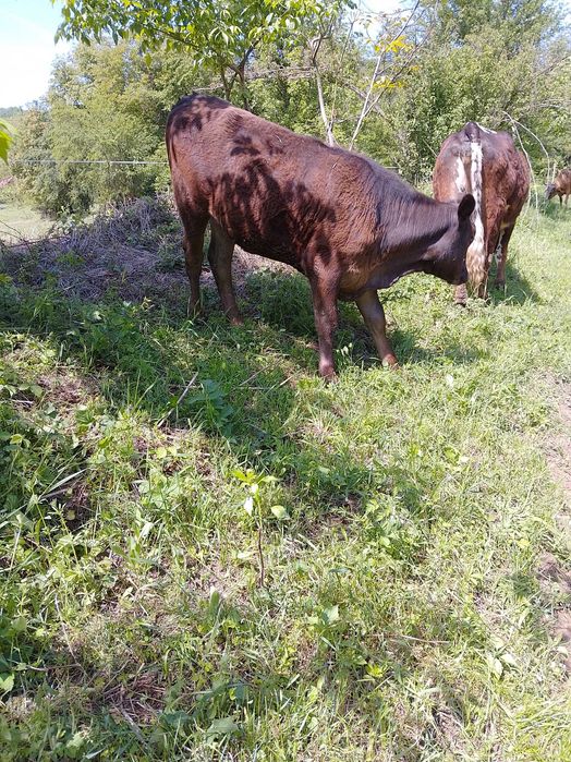 Carnea de vițel