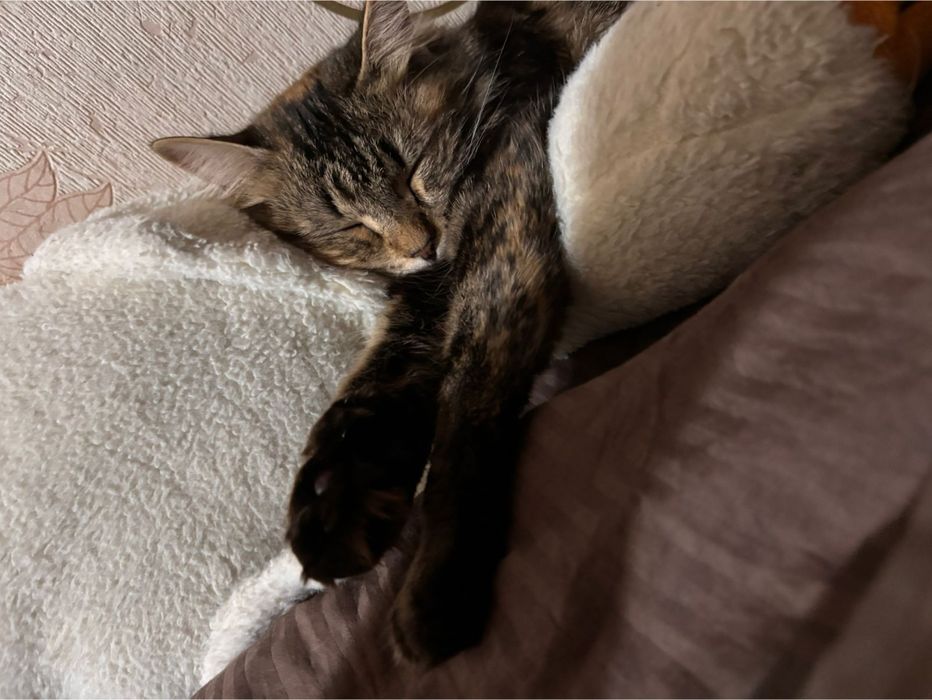 Отдам в хорошие руки кошечку