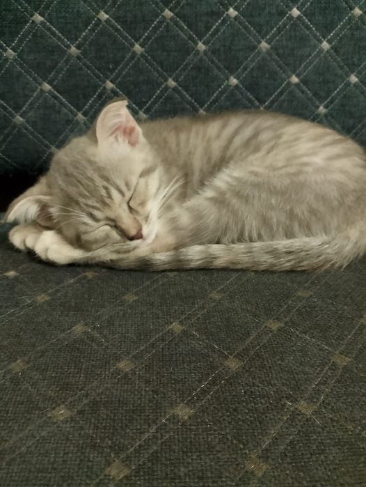 Отдам котят)) две девочки)))