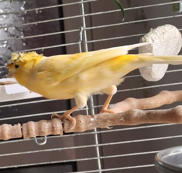 Canari și peruși.