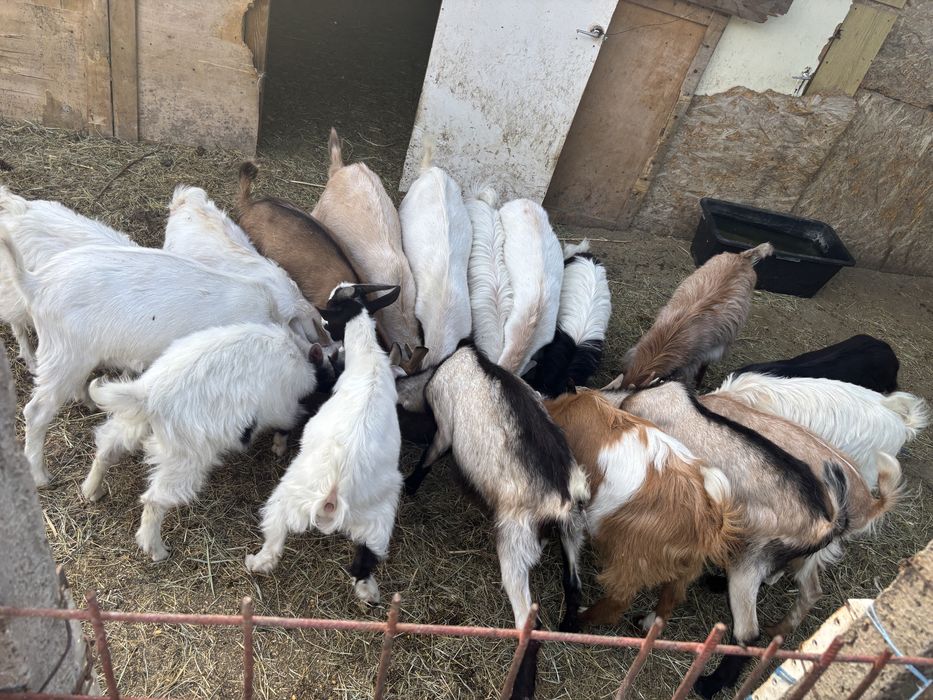 Vand capre si iezi