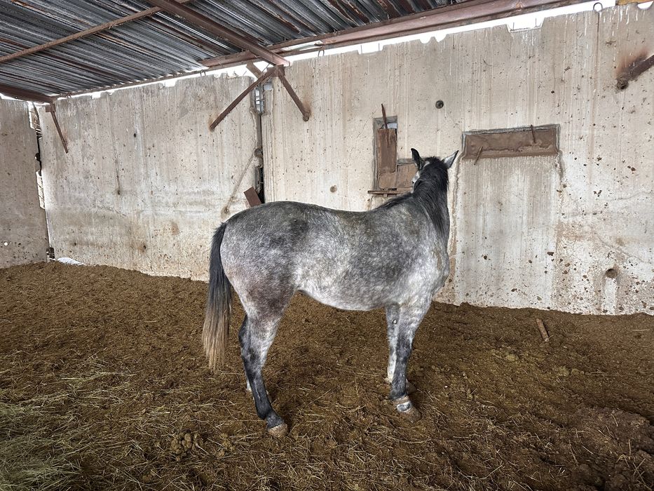 Байланған бие сатылады.