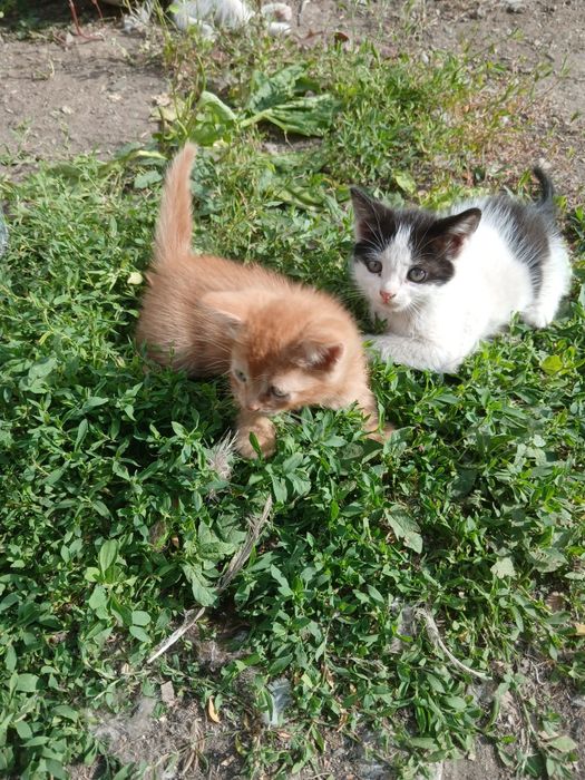 Отдам     котят.