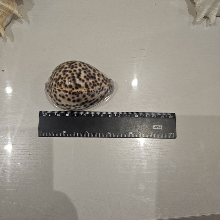 Продам морские ракушки