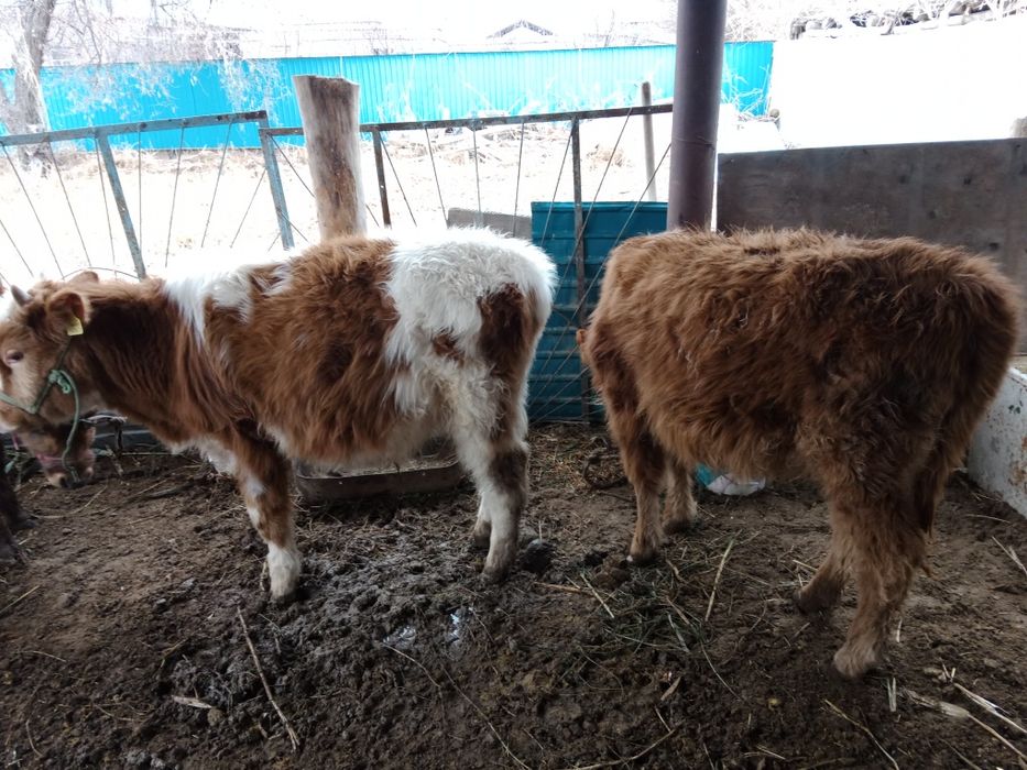 Баспақтар 1 жасар