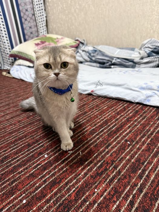 Shinshila mushuk sotiladi