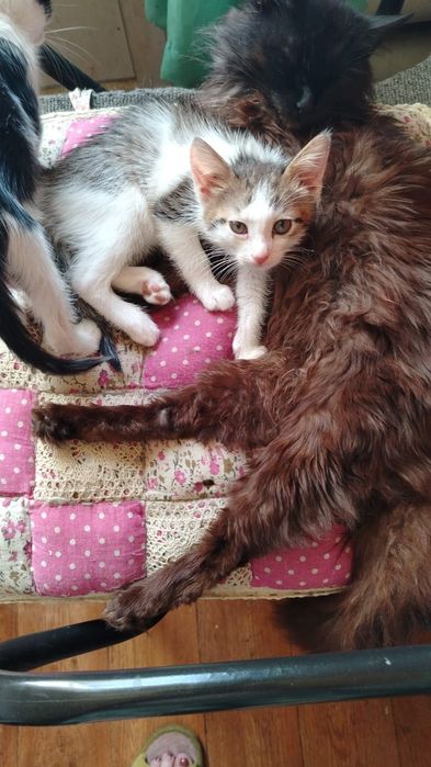 Отдам котят месячных