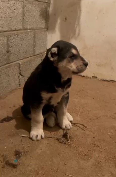 Тобет Алабай еркек кушик