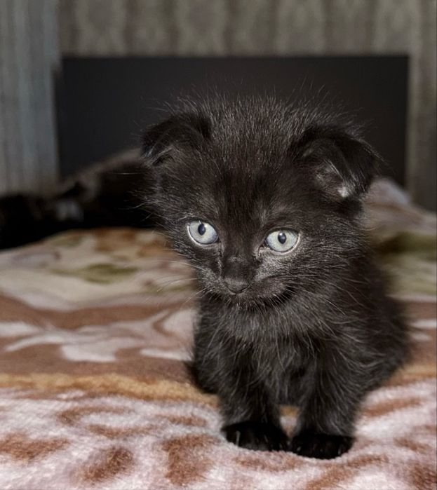Отдам котят в хорошие руки