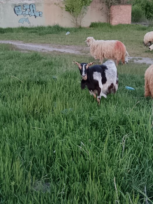 Capră bună. de lapte