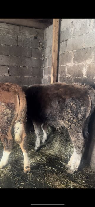 Vand doua vitele si tauras