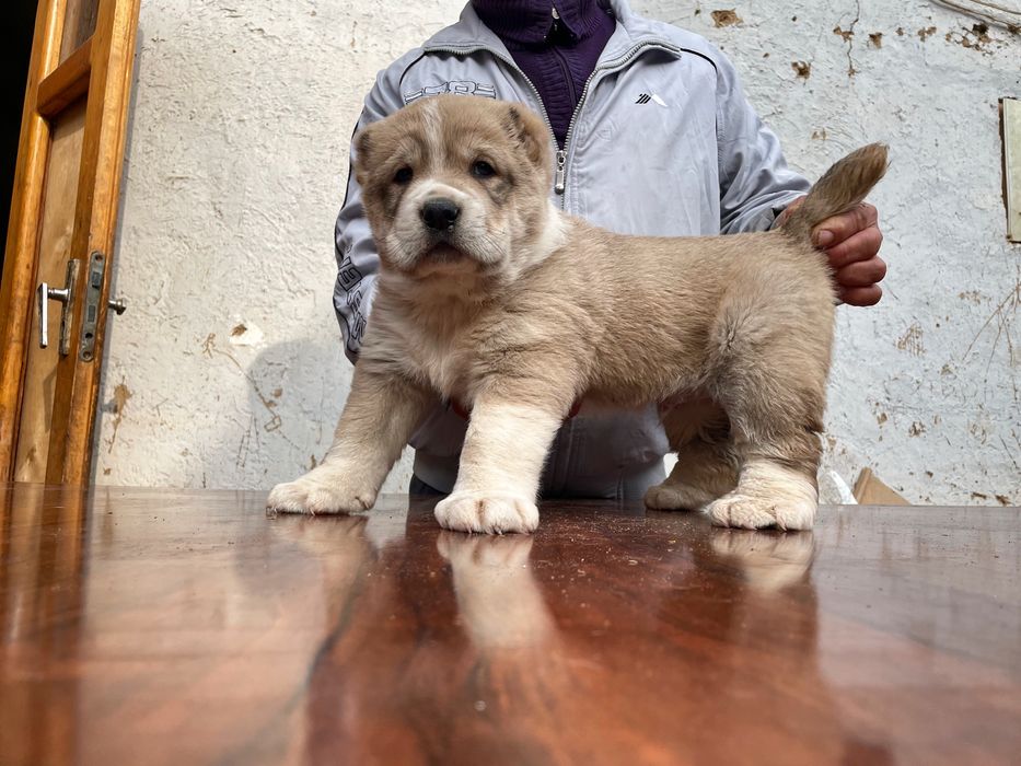 Щенок Алабая ( Гигант ) чистокровный