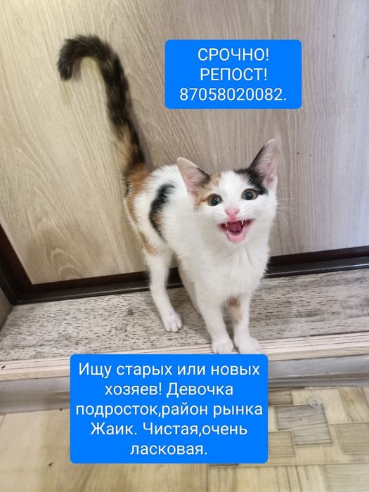 Отдам даром персиковый мальчик .