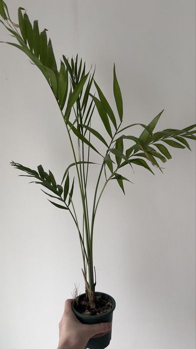 Дипсис хамедорея пальма 80-90 см