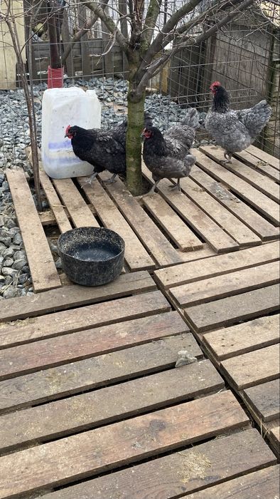 Oua australorp ,marans,motata olandeza si araucana pentru incubat