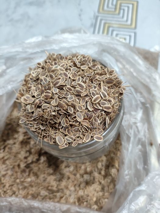 Семена укропа этого года.