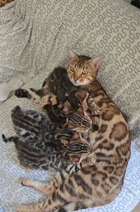 Бенгальские мини Леопарды