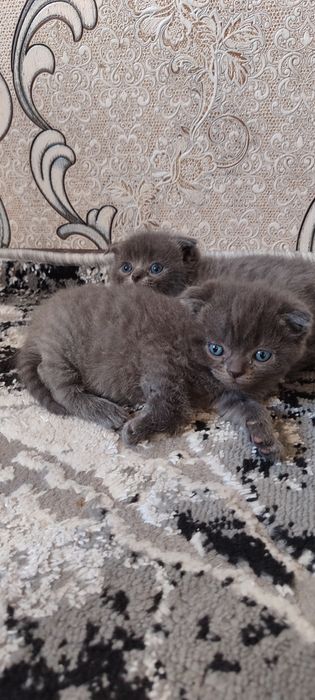 Zotli toza qon mushukchalar