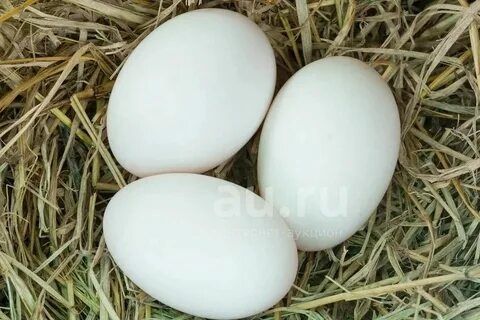 Гусинные яицо продаётся