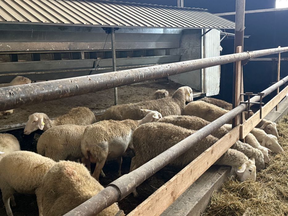 Oi Lacaune și metis de vânzare