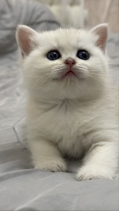 Серебристая шиншилла!