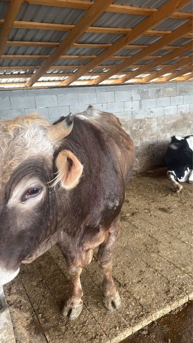 Бык, КРС, коровы