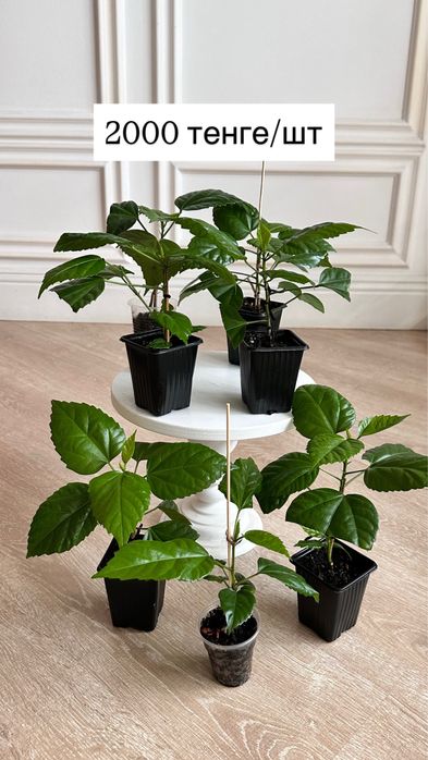 Махровый гибискус (китайская роза)