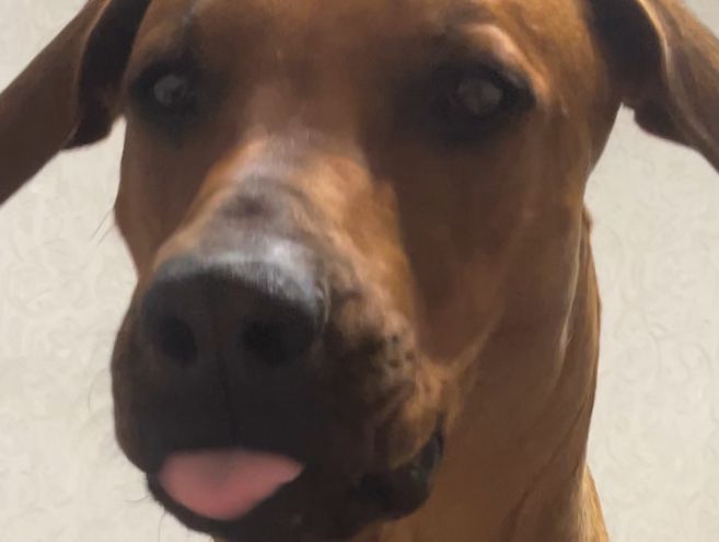 Родезийский риджбек ищет дом