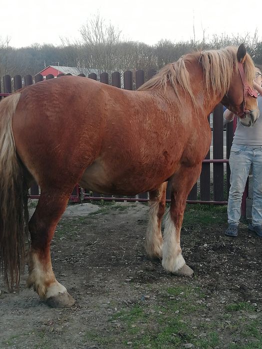 Vând o iapă de 6 ani