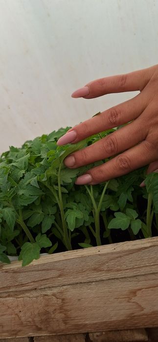 Продам рассаду овощей