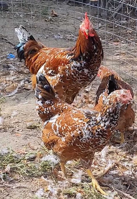familie tineret gaini Pita Pinta Portelan